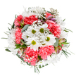 This bouquet embodies the spirit of springtime renewal familiar to Bracknell's leafy neighbourhoods, combining cheerful energy and gentle sophistication. In the centre, white daisies with their vibrant lime-green hearts project pure optimism, their crisp petals forming a luminous core. Surrounding them, clouds of coral-pink carnations bring plush, ruffled texture and a warming contrast-a nod to the blossoming gardens seen throughout Easthampstead and Priestwood. Delicate sprigs of white gypsophila drift across the flowers like tiny points of starlight, softening the ensemble and lending it a whimsical, almost ethereal mood. Weaving subtly through the greenery, the blush and purple-tipped buds of emerging alstroemeria promise fleeting beauty and excitement to come. The bouquet's border is defined by silvery eucalyptus leaves and glossy dark green fronds, creating a frame that is both contemporary and inviting. Every element is illuminated against a pristine white background, allowing the colours and shapes to shine-much like a fresh bouquet delivered from Flower Delivery Bracknell to a doorstep on London Road. This arrangement lifts the spirits and offers reassurance, making it an inspired choice for marking a special day, sending congratulations, or simply sharing a sense of local joy and tranquillity with someone dear.